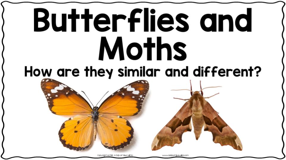Copy of Butterflies and Moths