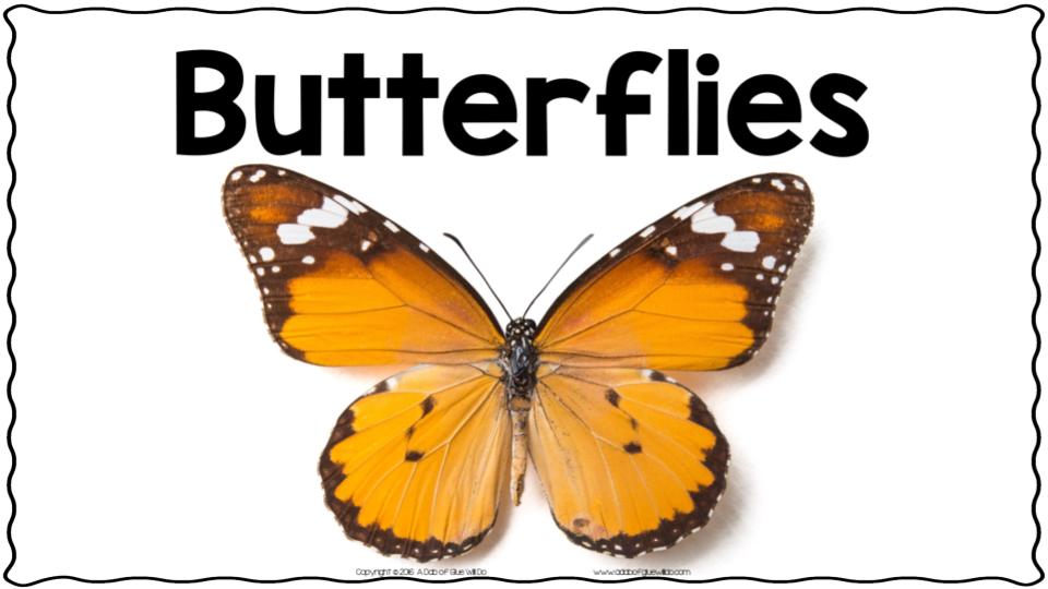 Copy of Butterflies