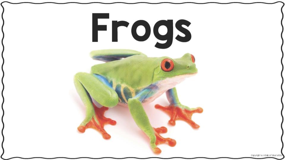 Copy of Frogs