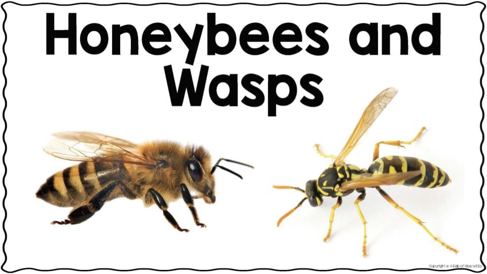Copy of Honeybee and Wasps
