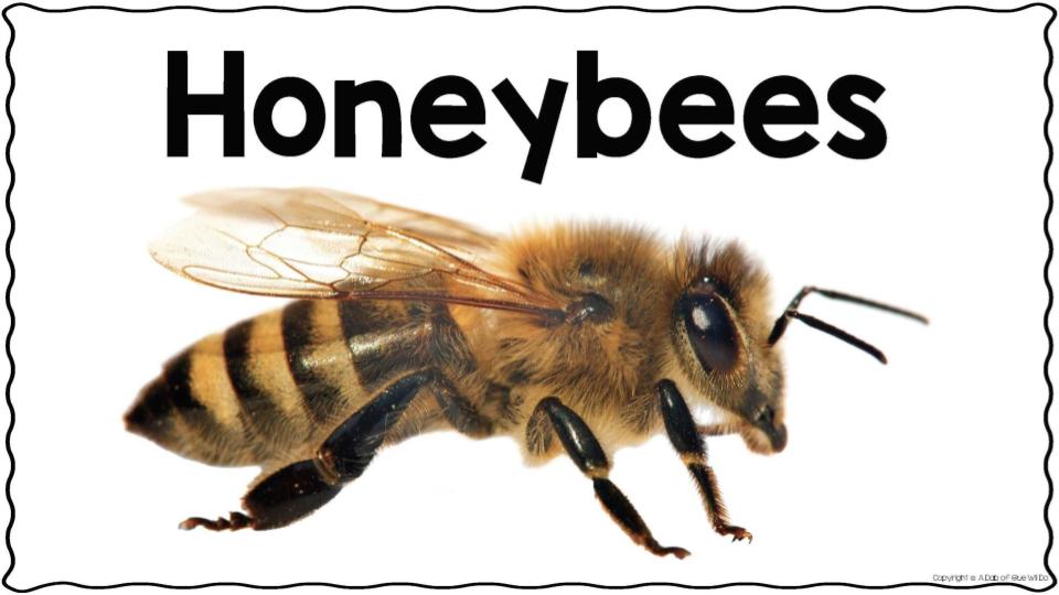 Copy of Honeybees