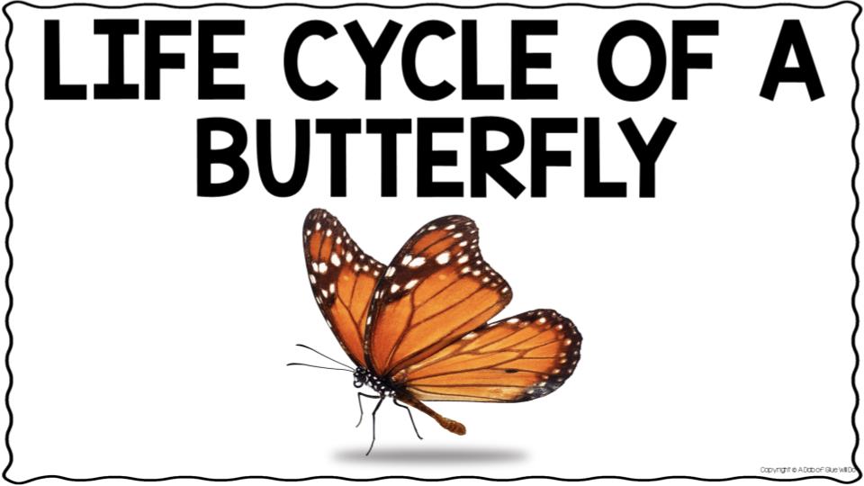 Copy of Life Cycle of a Butterfly