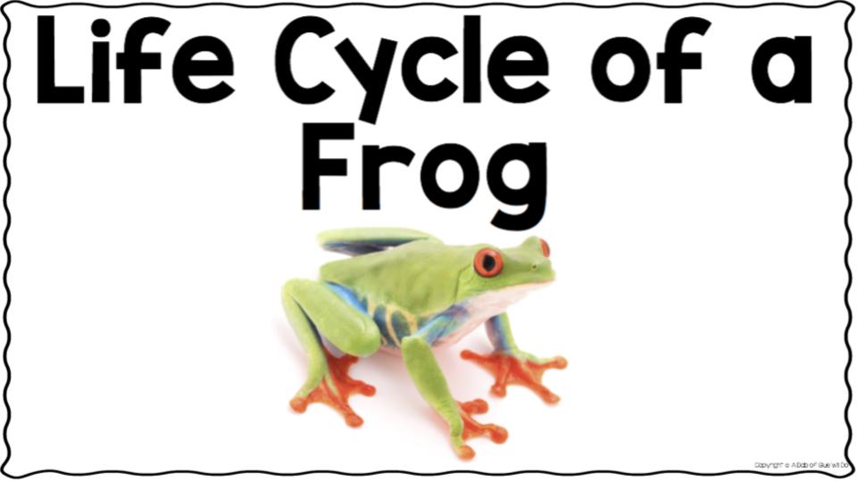 Copy of Life Cycle of a Frog
