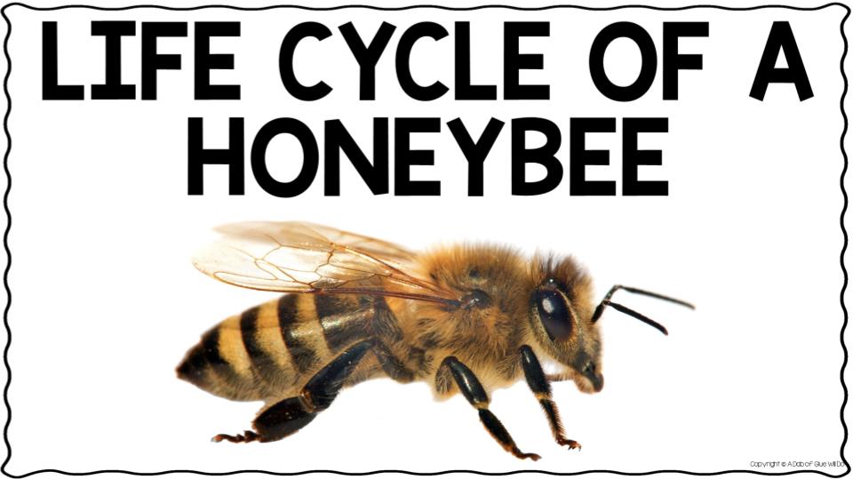Copy of Life Cycle of a Honeybee